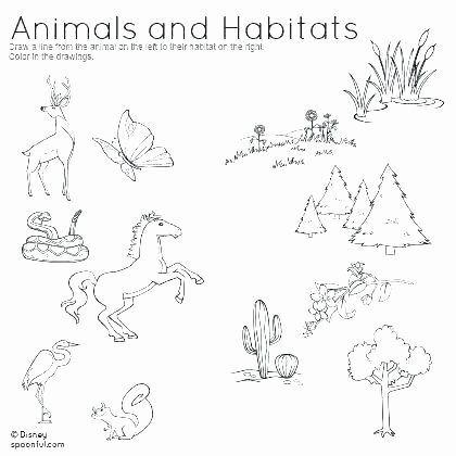 2nd Grade Habitat Worksheets Fresh Animal Habitat Worksheets Homes Worksheet Animals and their