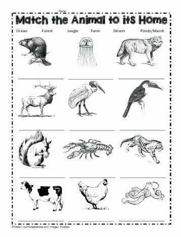 2nd Grade Habitat Worksheets Inspirational Animals and their Habitats Worksheets – Slaterengineering