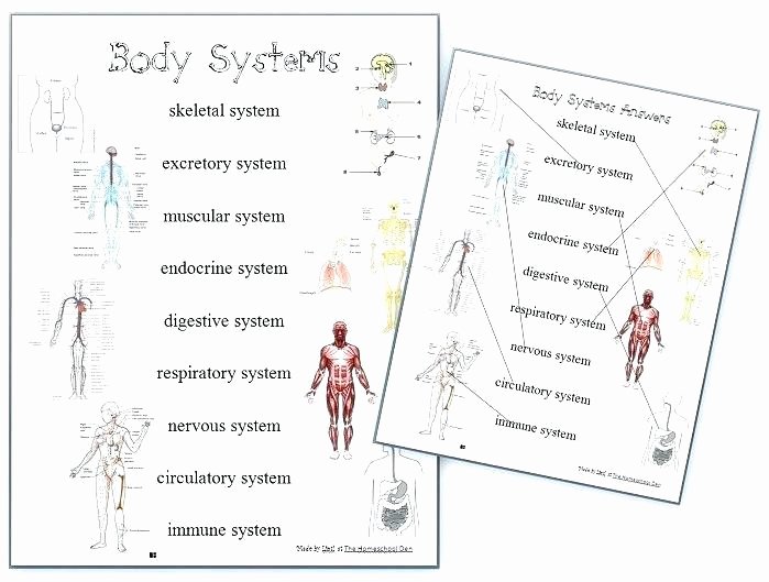 3rd Grade Human Body Worksheets Digestive System Worksheets for 3rd Grade