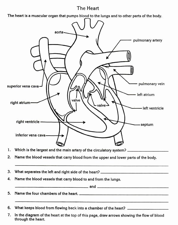 3rd Grade Human Body Worksheets Free Parts Of the Heart Worksheets