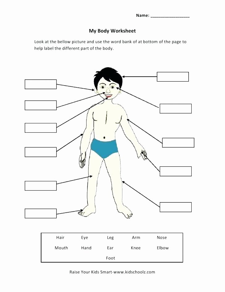 3rd Grade Human Body Worksheets Free Preschool Worksheets Human Body