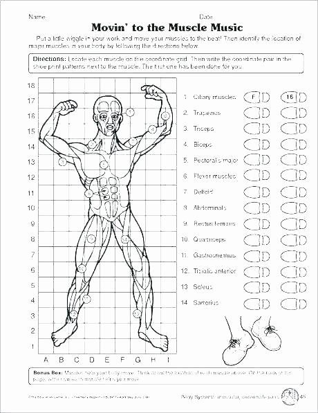 3rd Grade Human Body Worksheets Human Body Systems for Kids Worksheets Free Human Body