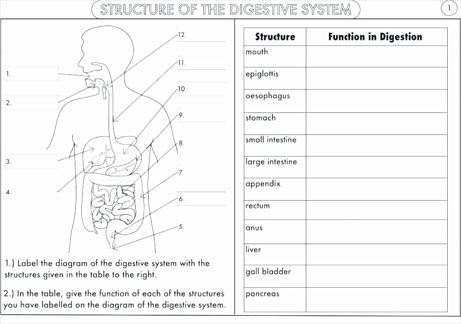 3rd Grade Human Body Worksheets Human Body Systems Worksheets Excretory System for Middle