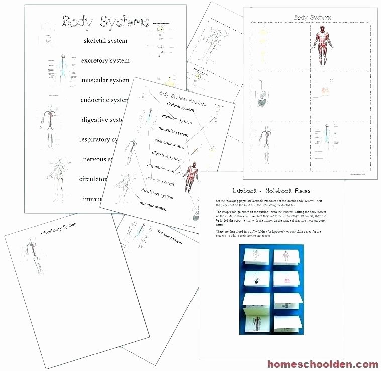 grade science human body worksheets for packet full size free digestive system 5th systems