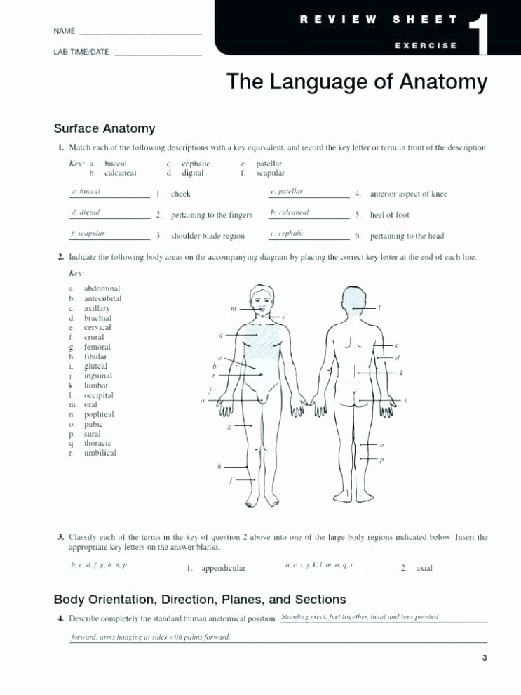 3rd Grade Human Body Worksheets Human Body Worksheets