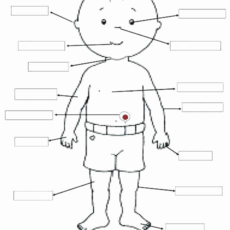 3rd Grade Human Body Worksheets Hurricane Worksheets the Human Body Worksheet Packet for