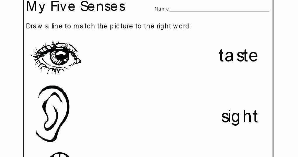 5 Sense Worksheet Numeration Worksheets