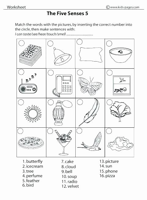 5 Senses Kindergarten Worksheets Kindergarten Science Worksheets Pdf