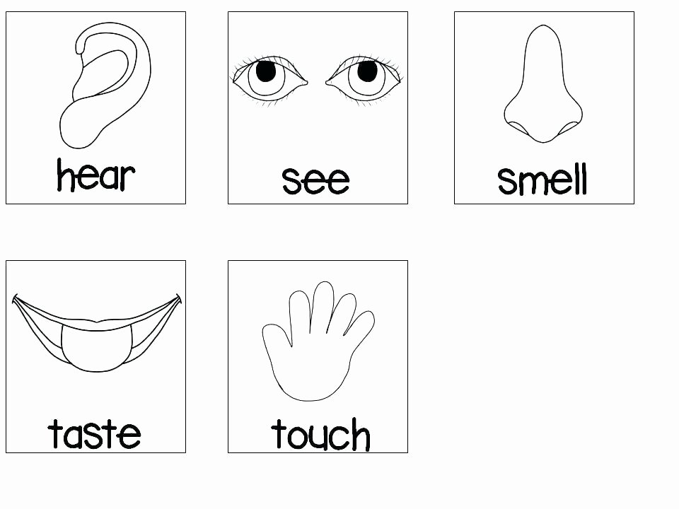 5 Senses Printable Worksheets Kindergarten Science Worksheets Five Senses for All Sense