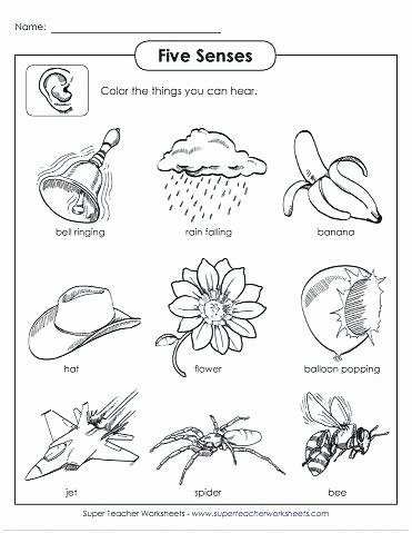 5 Senses Worksheet Preschool Five Senses Kindergarten Free Printables Similar for