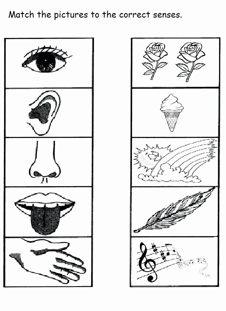 5 Senses Worksheets for Kindergarten 5 Senses Worksheet – Programmingkeedaub