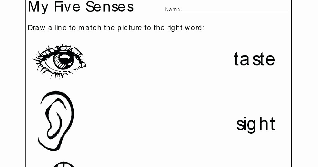 5 Senses Worksheets Kindergarten Free Printable Five Senses Worksheet for Kids My Match Up