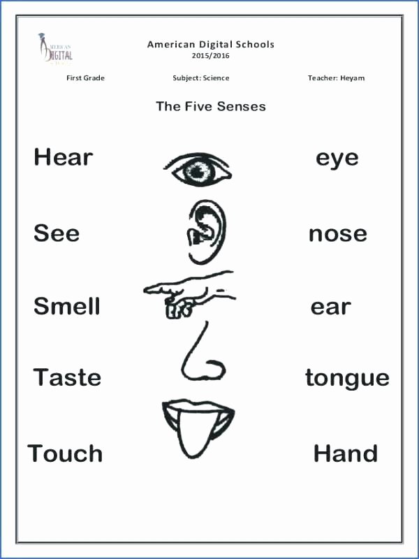 5 Senses Worksheets Kindergarten Outstanding Kindergarten Science Worksheets Free Printable