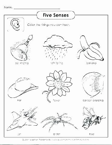 5 Senses Worksheets Preschool New Five Senses Coloring Page – Teleandfo