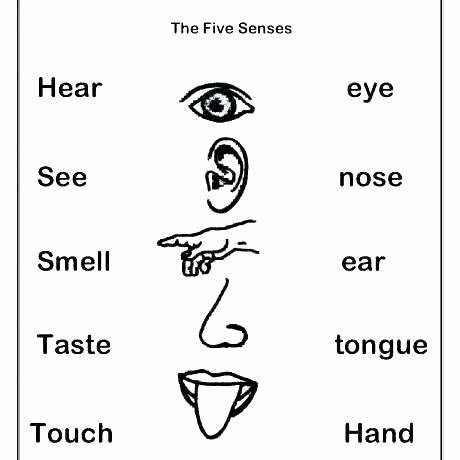 5 Senses Worksheets Preschool New Sensory Words Worksheet Exercises with Answers