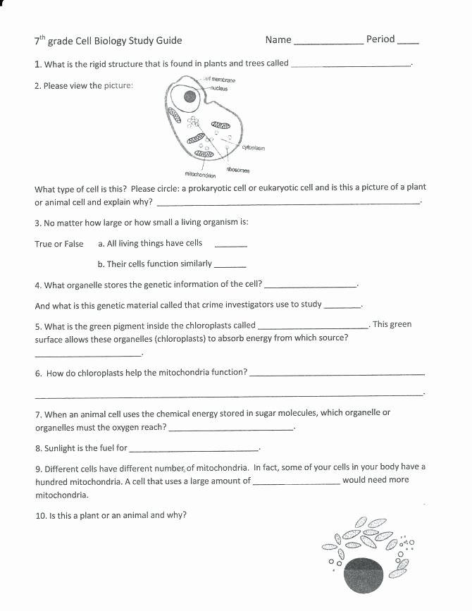5th Grade Cell Worksheets 7th Grade Cell Worksheets – Kenkowomanfo