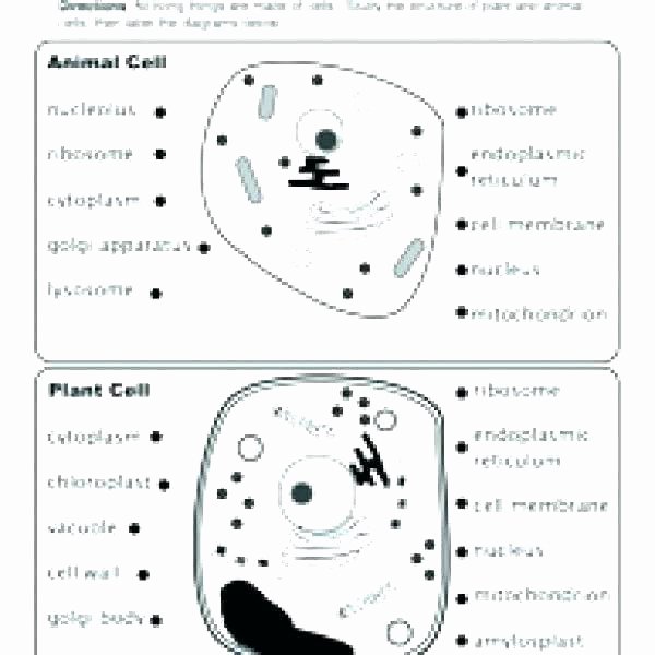 5th Grade Cell Worksheets Free Printable Cell Worksheets
