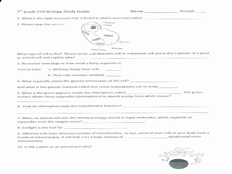 seventh grade science worksheets free library for life cell glencoe pdf