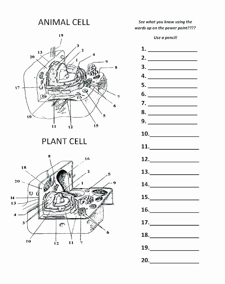 7th Grade Life Science Worksheets 7th Grade Science Worksheets Cells Grade Life Science