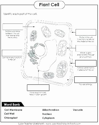 7th Grade Science Worksheets Lovely First Grade Science Worksheets On Plants
