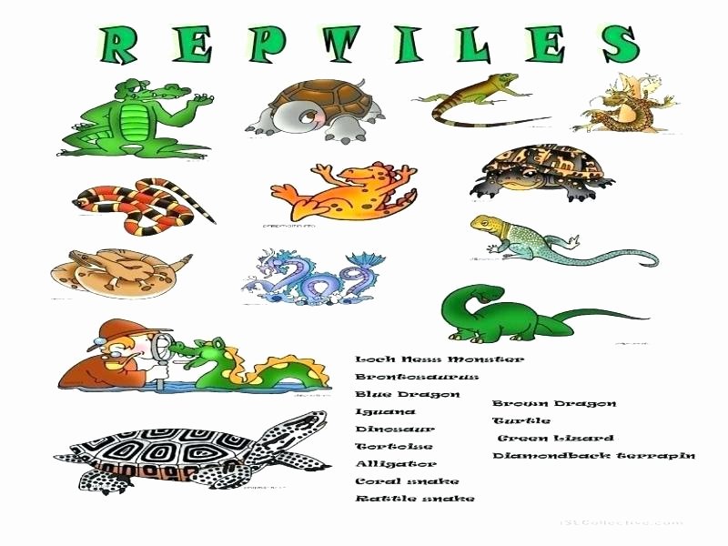 Amphibian Worksheets for Second Grade Reptile Worksheets Preschool Reptiles and Amphibians