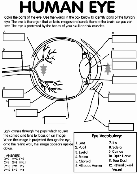 Anatomy and Physiology Blank Diagrams Best Of Human Eye Coloring Page
