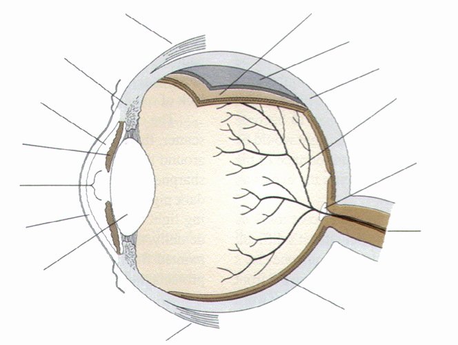 Anatomy and Physiology Blank Diagrams Inspirational Label Parts Of the Human Eye