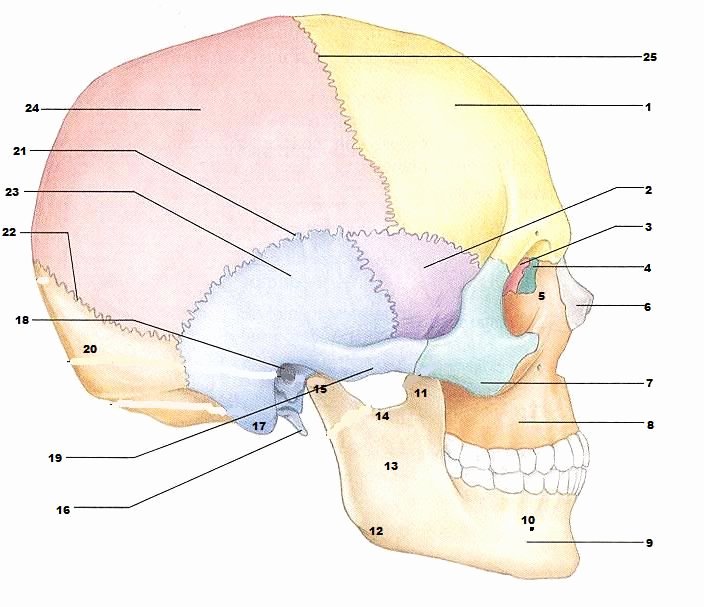 Anatomy and Physiology Blank Diagrams Luxury Skull Diagram Blank