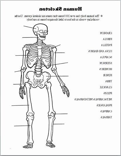 Anatomy and Physiology Labeling Worksheets Fresh Bones Anatomy Coloring Pages – Tintuc247
