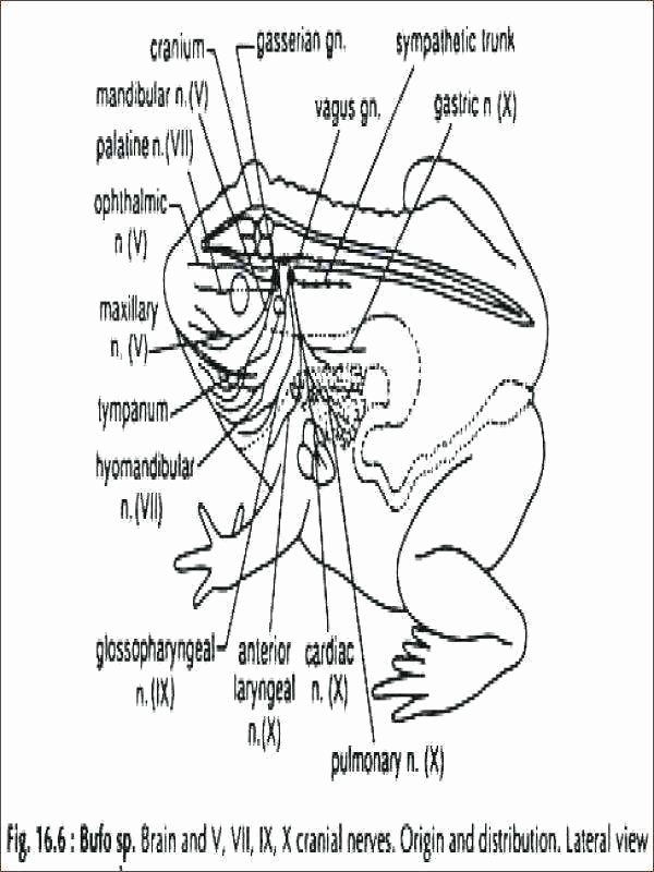 Anatomy and Physiology Labeling Worksheets Labeling Worksheets – Primalvape