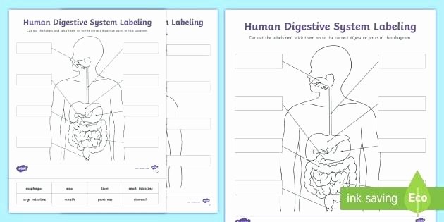 Anatomy and Physiology Labeling Worksheets New Human Digestive System Labeling Activity Sheet