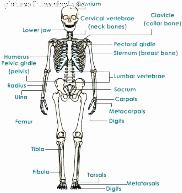 Anatomy and Physiology Labeling Worksheets Skeleton Printable Worksheets Anatomy the Human Label