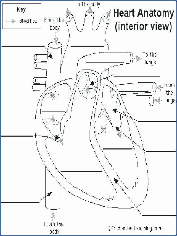 Anatomy Labeling Worksheets Circulatory System Anatomy Biology Body Systems Free