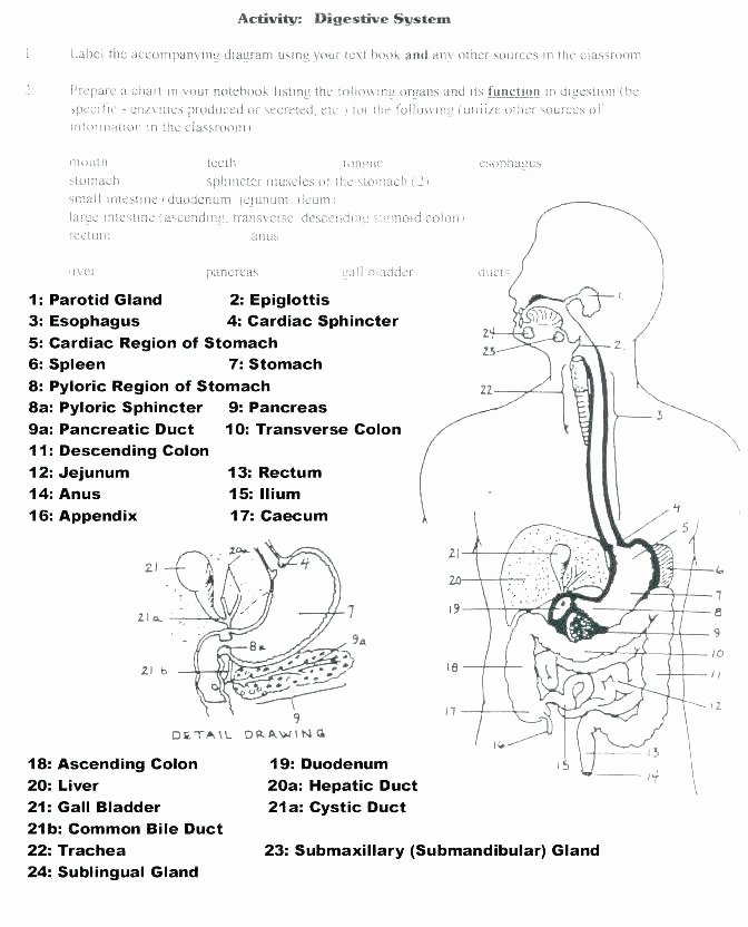 Anatomy Labeling Worksheets Digestive System for Kids Worksheets Diagram the Eye