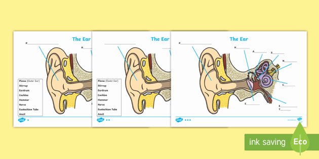 Anatomy Labeling Worksheets Ear Diagram and Labelling Worksheet Worksheet Ear