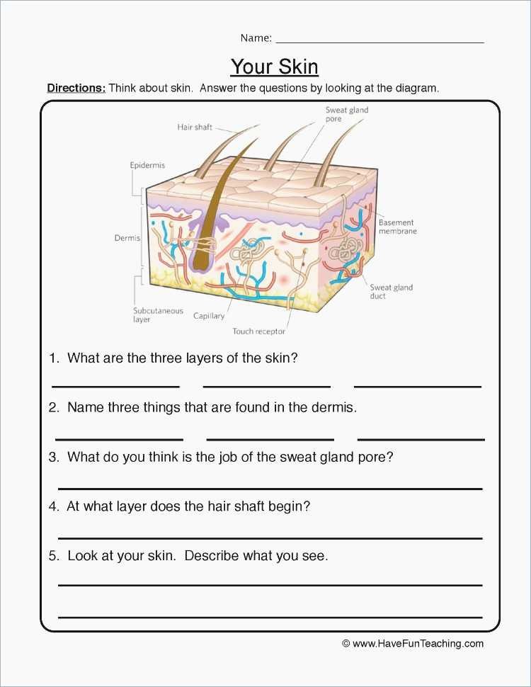 Anatomy Labeling Worksheets Human Skin Diagram Worksheet Luxury Skin Labeling Worksheet