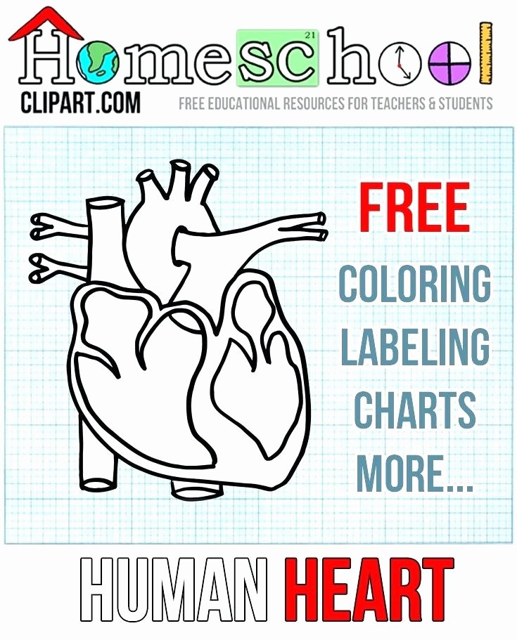 Anatomy Labeling Worksheets Printable Heart Diagram to Label – Thanksteam