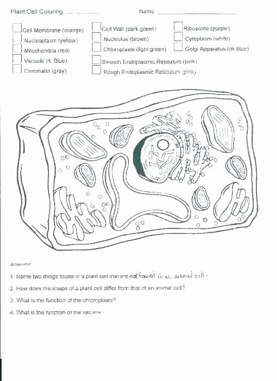 Animal Cell Blank Worksheet Animal Cell Coloring Page Answers – Konjure