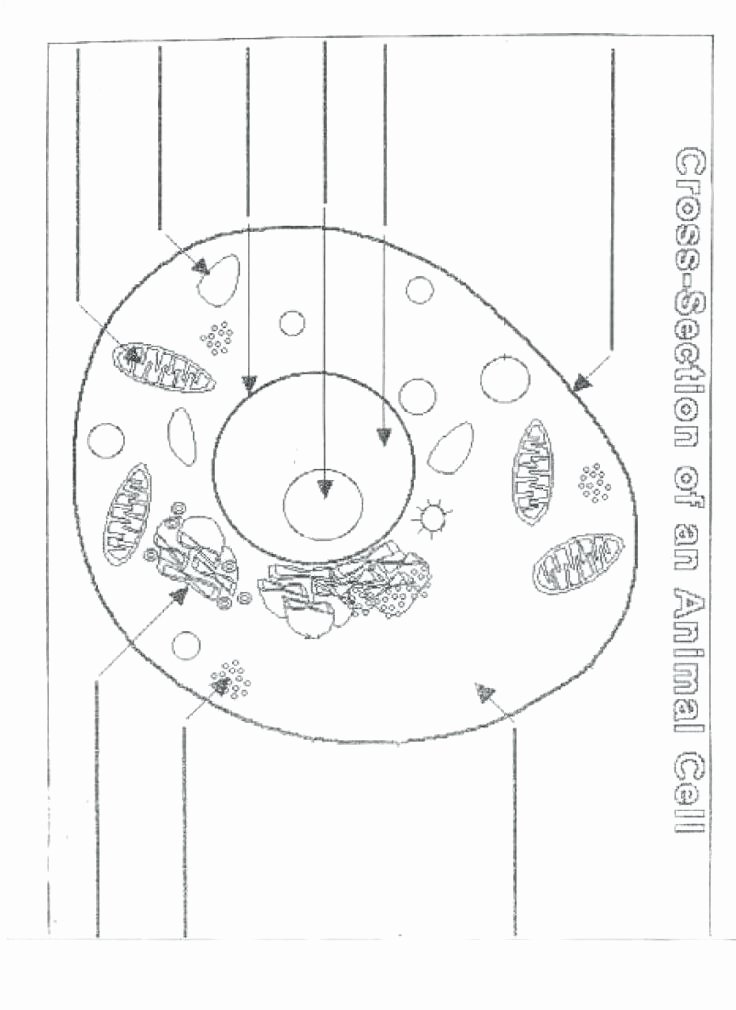 Animal Cell Blank Worksheet Animal Cell Diagram Worksheets – butterbeebetty