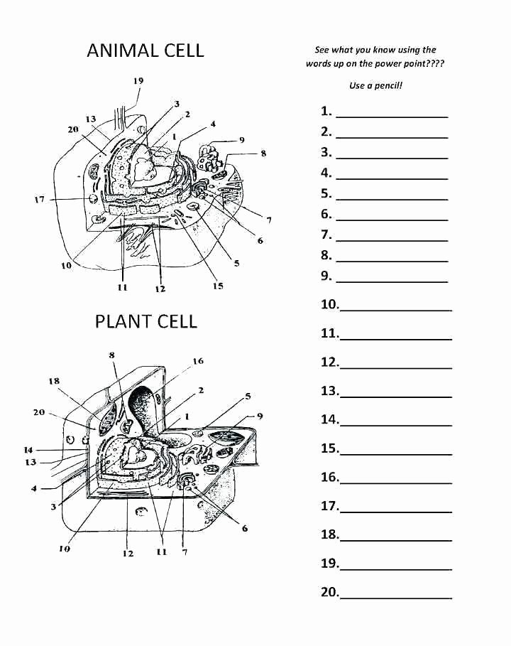 Animal Cell Blank Worksheet Colorful the Cell Cycle Coloring Worksheet Answer Key
