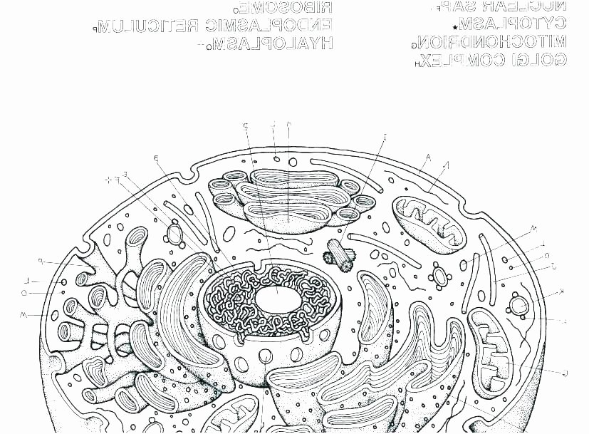 Animal Cell Blank Worksheet Plant Cell Coloring Page – socialmetricfo