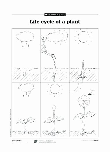 Animal Cell Blank Worksheet Printable Plant Worksheets