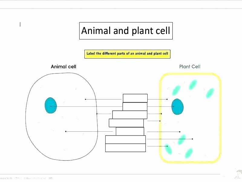 Animal Cell Labeling Worksheet Answers Beautiful Animal and Plant Cell Worksheets Printable Plant and Animal
