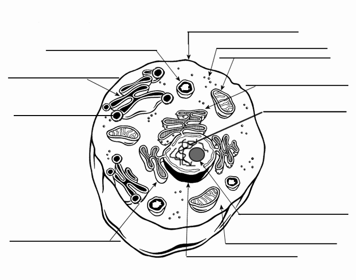 Animal Cell Labeling Worksheet Answers Beautiful Cell Diagram for All Diagram Schematics