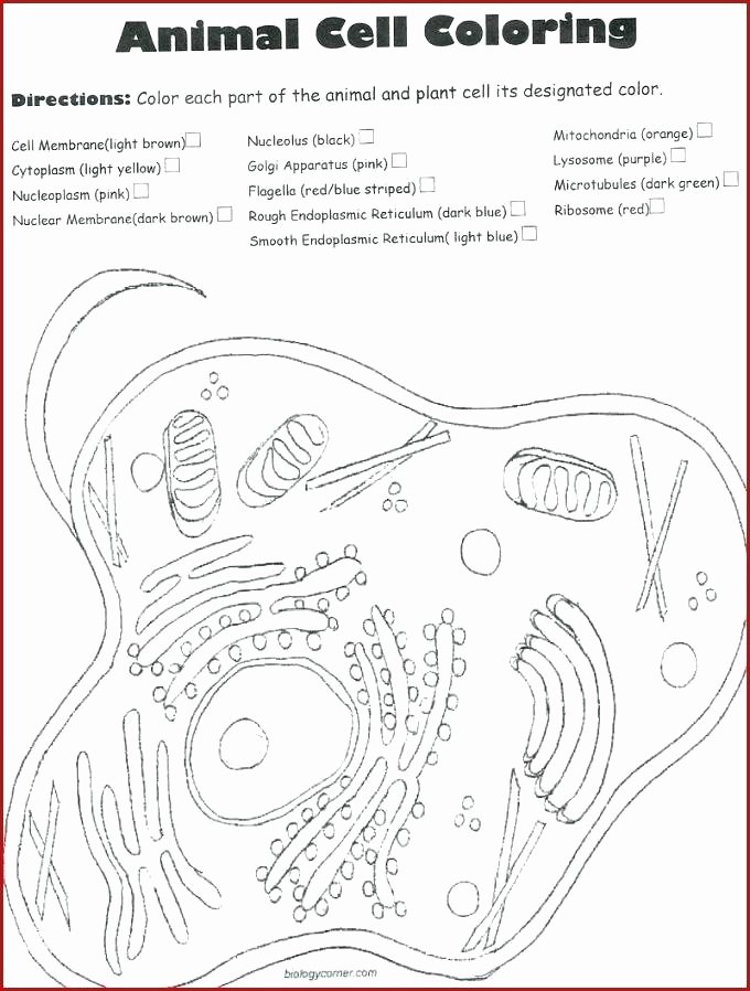 Animal Cell Labeling Worksheet Answers Best Of Plant Cell Coloring Sheet – Lincendiairefo