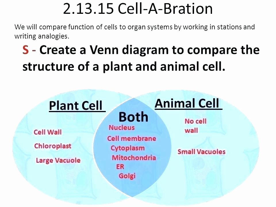 Animal Cell Labeling Worksheet Answers Best Of Plant Cell Vs Animal Cell Worksheets – Openlayers