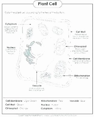Animal Cell Labeling Worksheet Answers Elegant Animal Cell Coloring Page Answers – Konjure