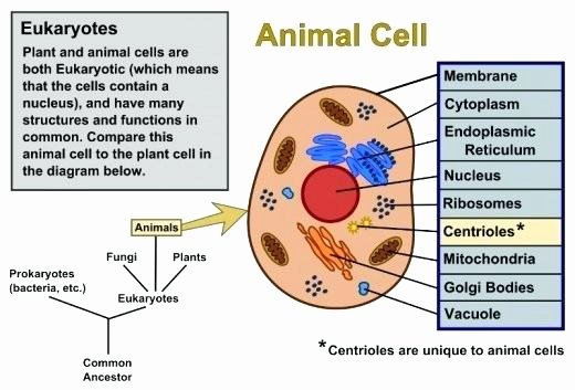 Animal Cell Labeling Worksheet Answers Inspirational Plants and Animals Worksheets