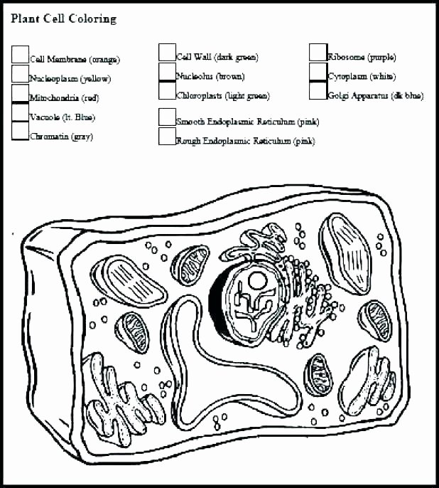 Animal Cell Labeling Worksheet Answers Lovely White Blood Cells Coloring Worksheet – Hiscaful