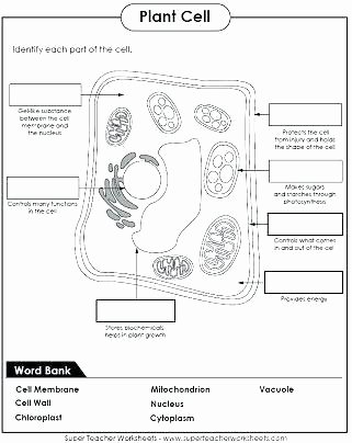 Animal Cell Labeling Worksheet Answers Luxury Free Printable Plant Worksheets Seeds Plants Worksheet Fill
